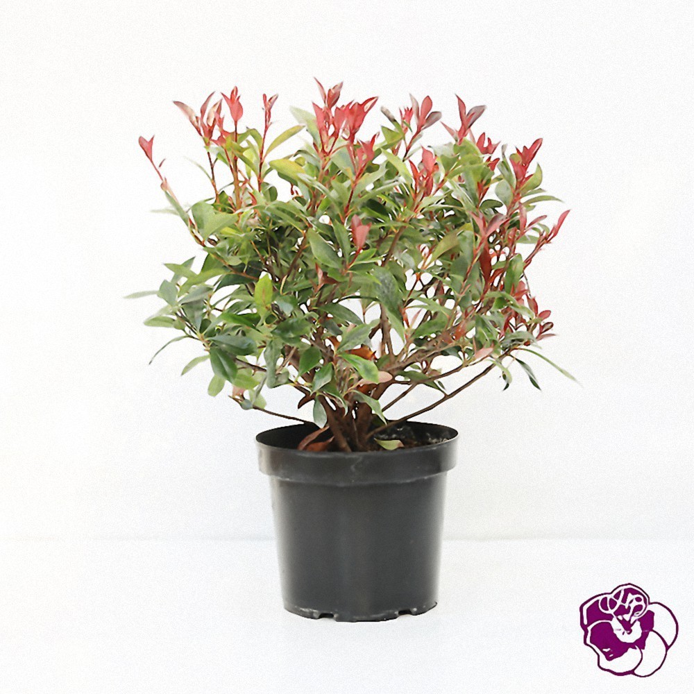 Photinia Carré Rouge