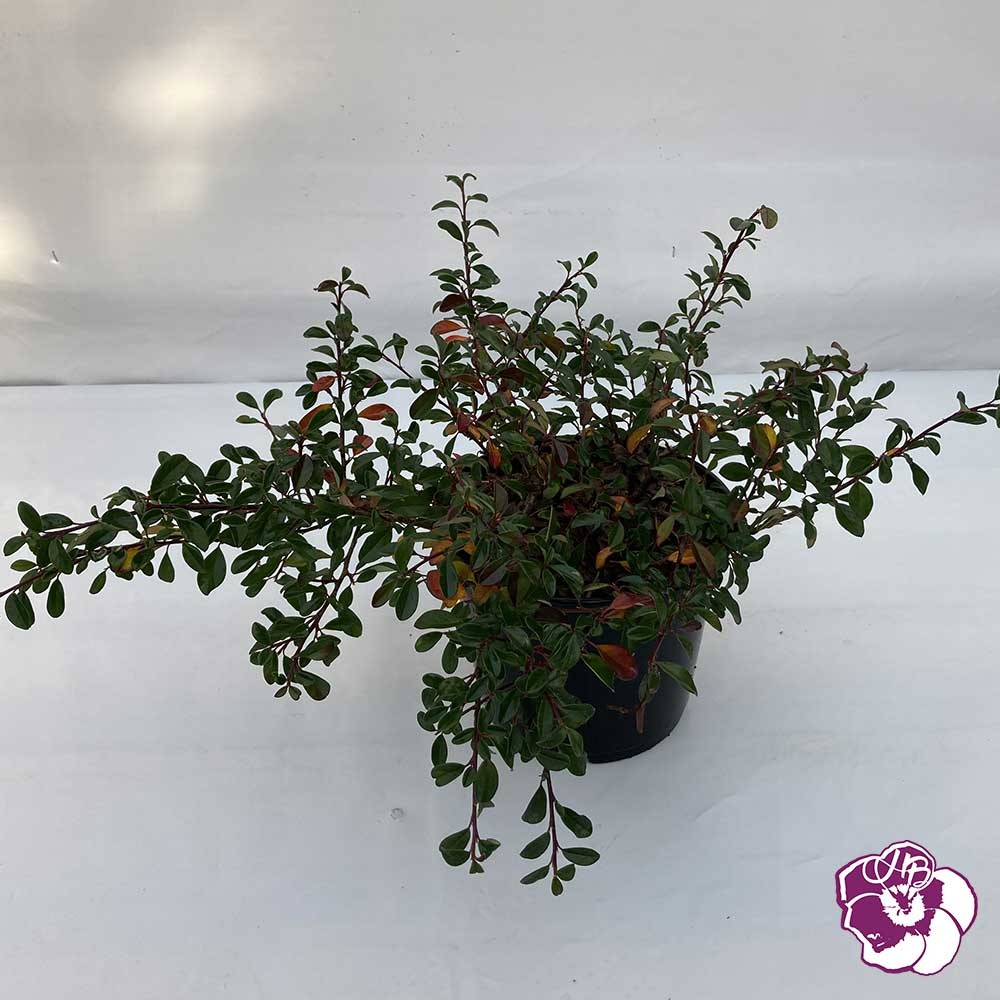 Cotoneaster Rampant