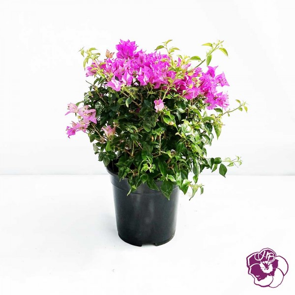 Bougainvillier