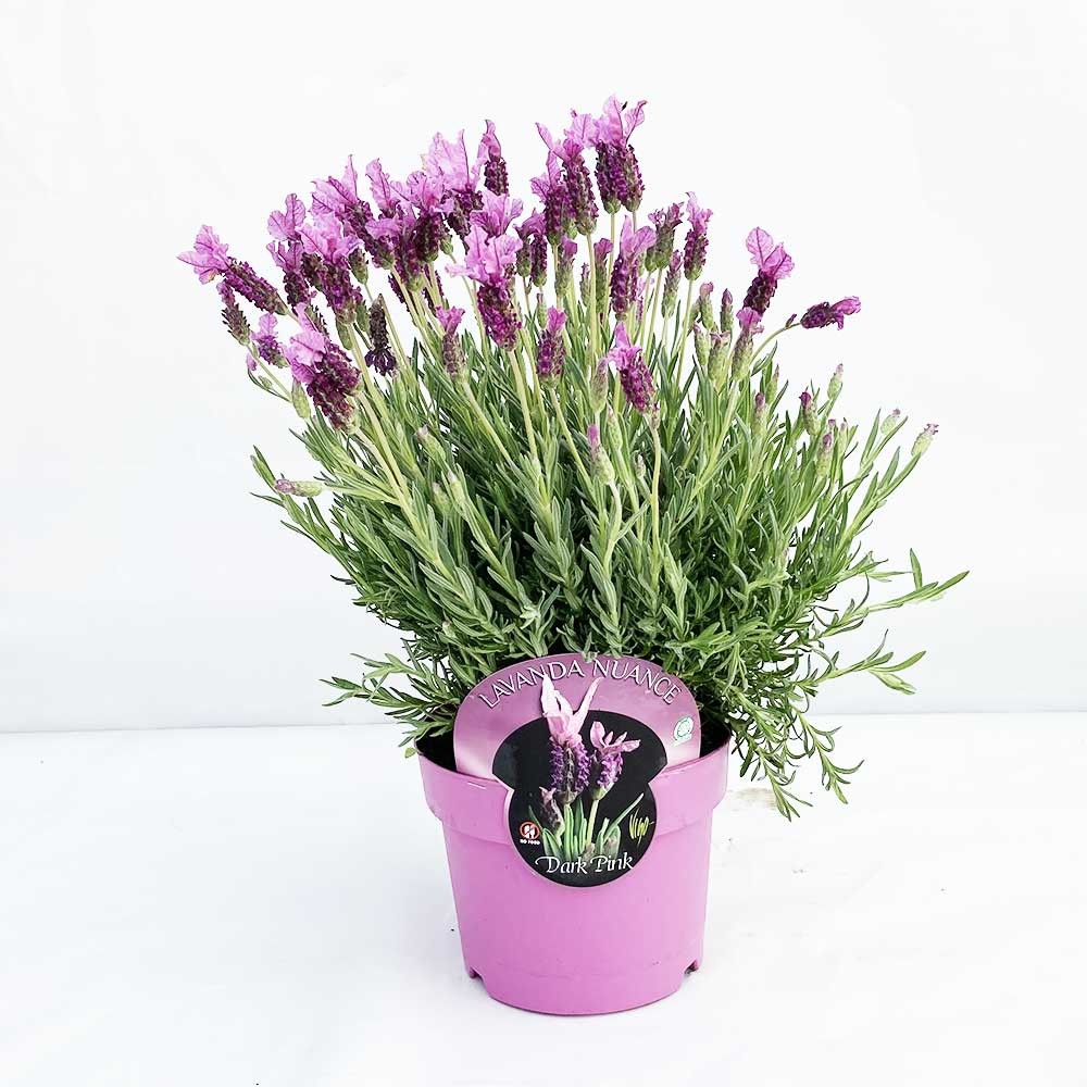 Lavande Papillon Rose Lavande Papillon Rose