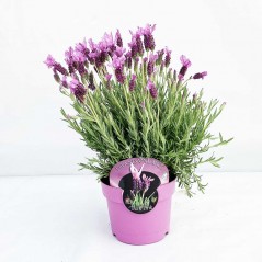 Lavande Papillon Rose