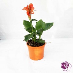 Canna orange
