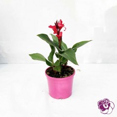 Canna rose