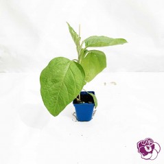 Aubergine Ronde Greffée