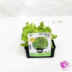 Salade Laitue Batavia Blonde