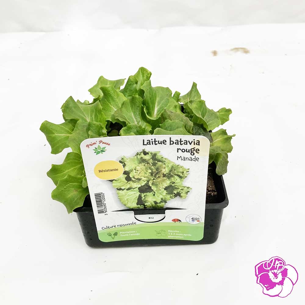 Salade Laitue Batavia Rouge