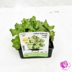 Salade Laitue Batavia Rouge