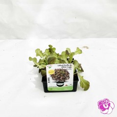 Salade Feuille de Chêne Rouge