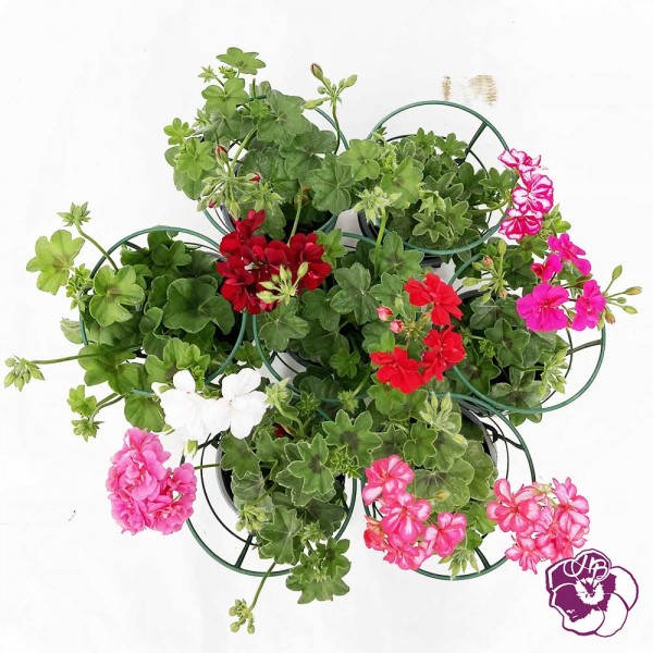 Géranium Lierre Double