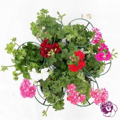 Géranium Lierre Double