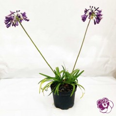 Agapanthe violette