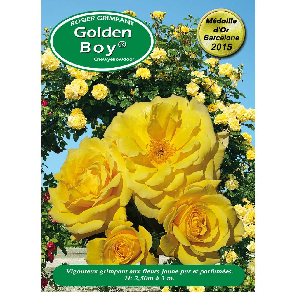Rosier Golden Boy