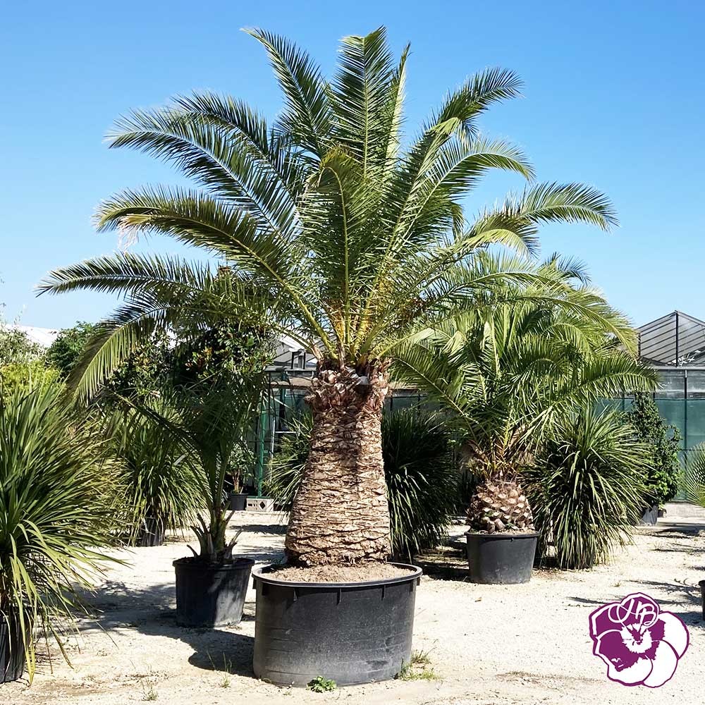 Phoenix Canariensis