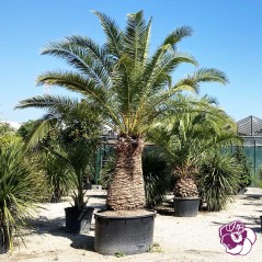 Phoenix Canariensis