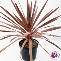 Cordyline