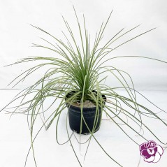 Dasilyrion Longissimum