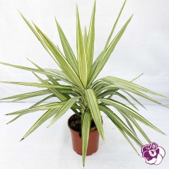 Yucca Jewel - En vente à l'Ets Horticole Boyer - Noves - Provence