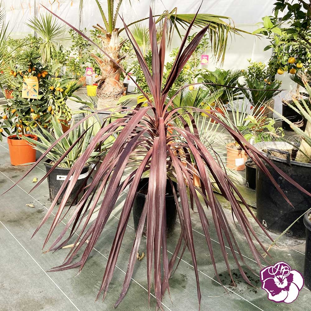 Dracena Indivisa Purpurea