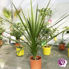 Dracaena Indivisa