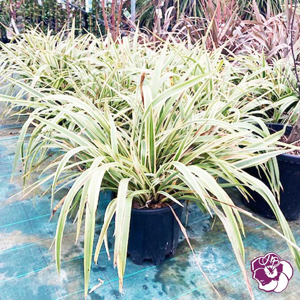 Phormium Tenax Nain