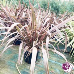 Phormium Tenax Nain