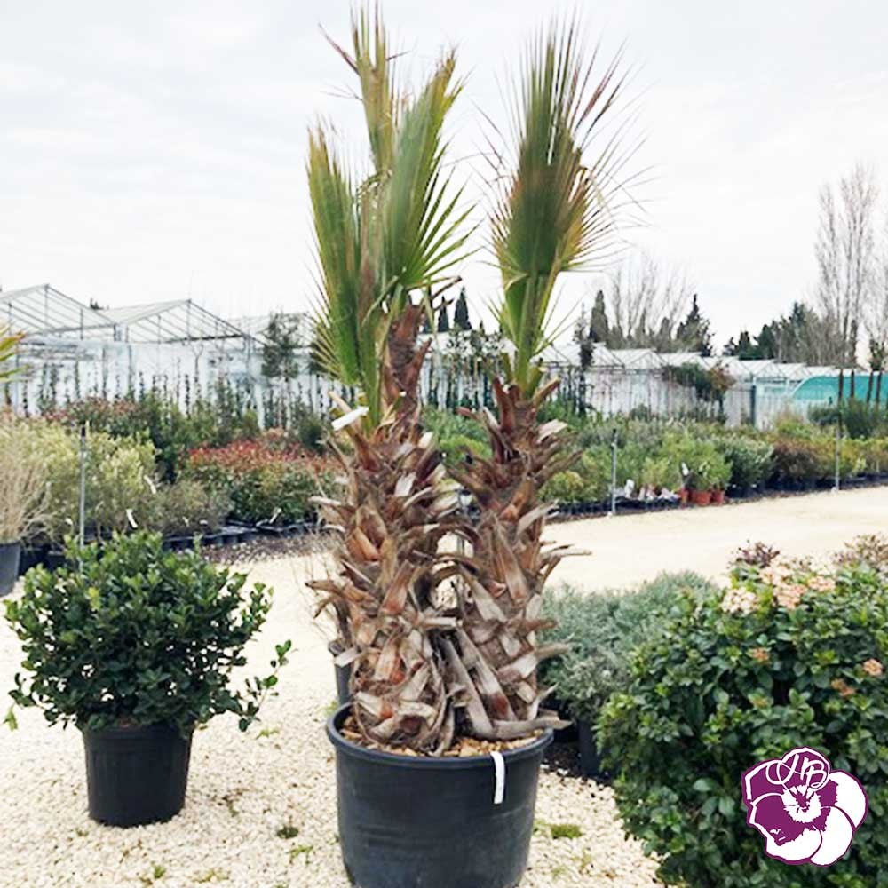 Washingtonia Robusta Cépé