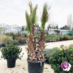 Washingtonia Robusta Cépé