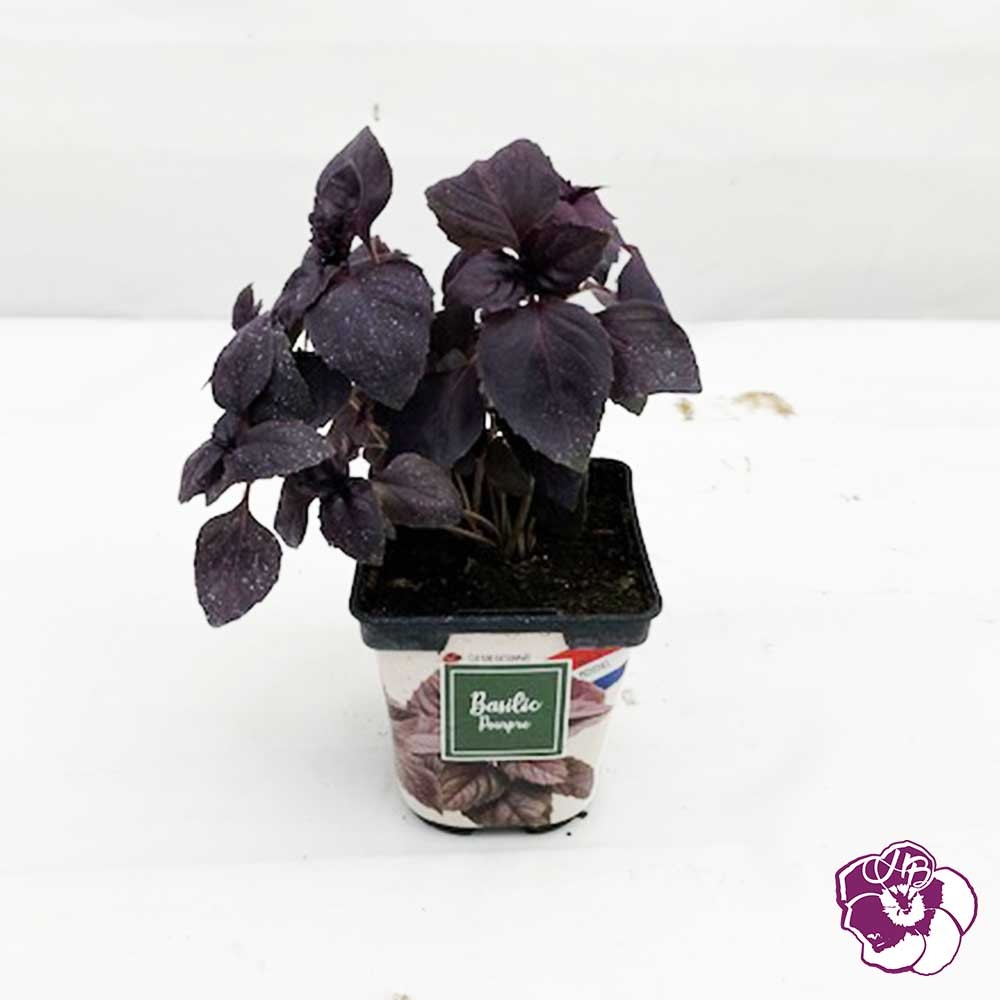 Basilic Pourpre