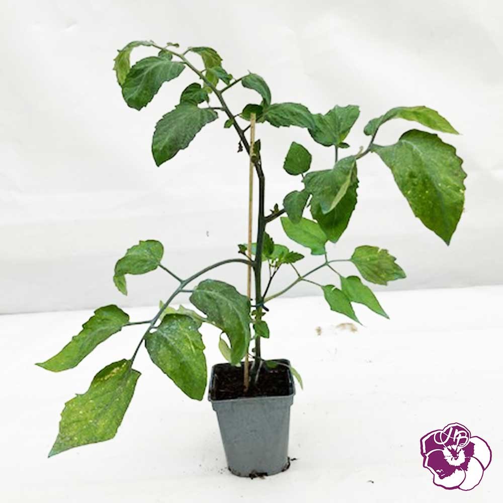 Tomate Cerise Jaune Greffée Yellow Mini