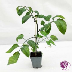 Tomate Cerise Jaune Greffée Yellow Mini