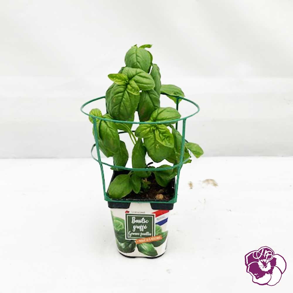 Basilic Greffé Grandes Feuilles