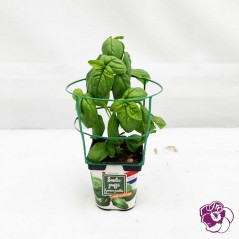 Basilic Greffé Grandes Feuilles
