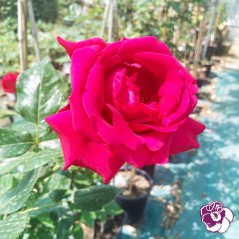 Rosier Le Grand Huit Grimpant