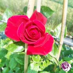 Rosier Le Grand Huit Grimpant