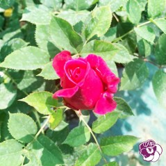 Rosier Crazy Pink Voluptia