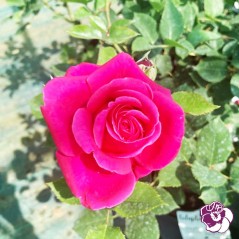 Rosier Pink Voluptia