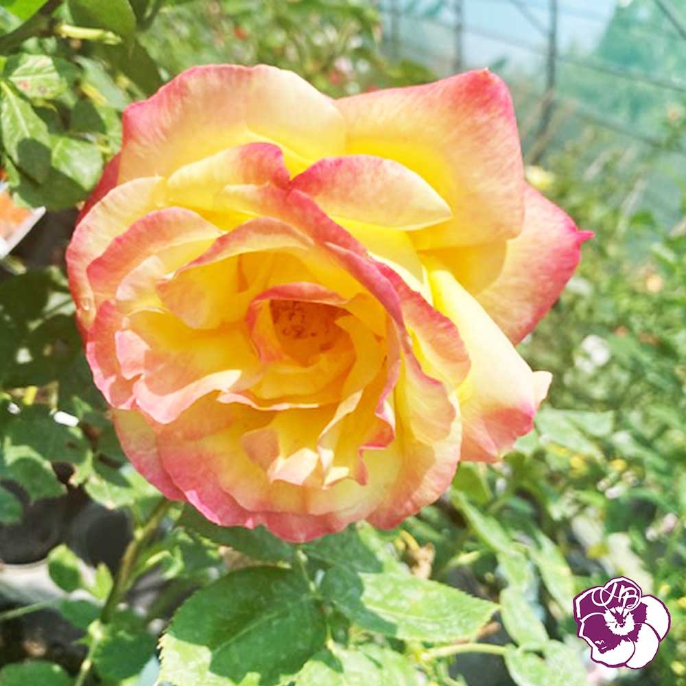 Rosier Pullman Orient Express