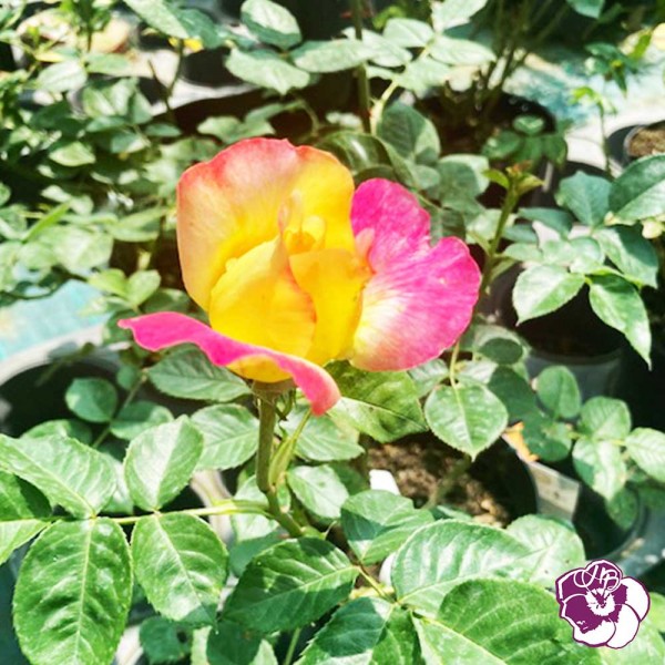 Rosier Pullman Orient Express