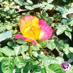 Rosier Pullman Orient Express