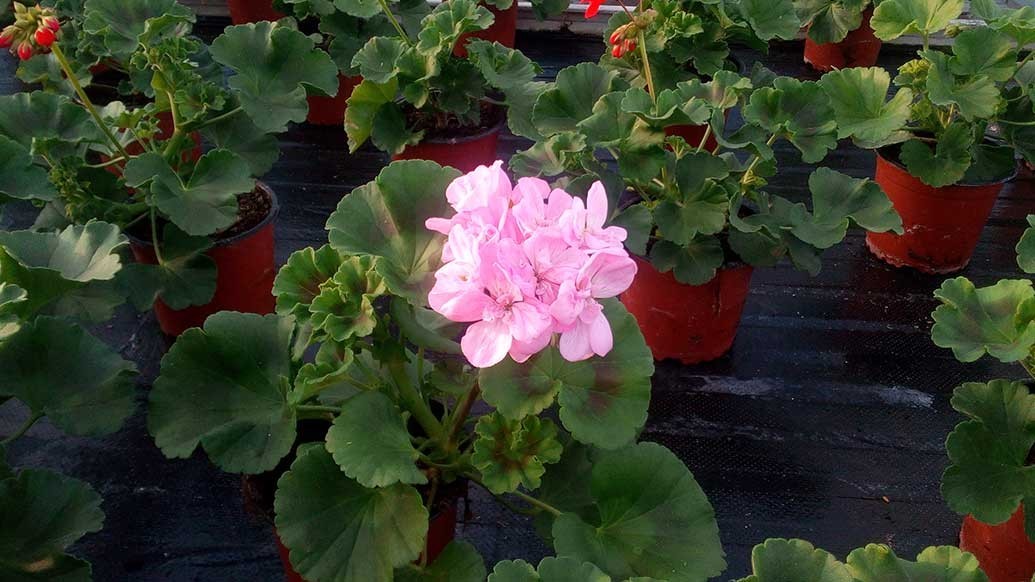 Géranium, la star du balcon