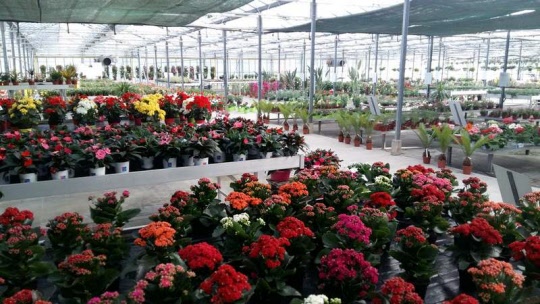 Horticulture l'univers du géranium, producteur de fleurs en pots et producteur de plantes