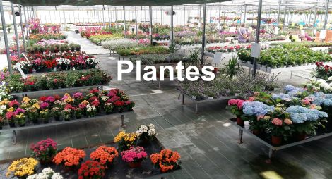 Horticulteur - Horticulture - Ets Horticole BOYER 13550 Noves. Producteur de fleurs en pots et producteur de plantes 