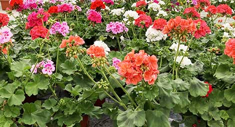 Horticulteur - Horticulture - Ets Horticole BOYER 13550 Noves. Producteur de fleurs en pots et producteur de plantes 