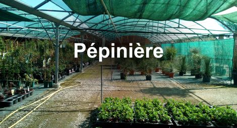 Pépiniériste horticulteur-Ets BOYER - Pepiniere à Noves 13550,dans le 13 proche 84 et 30 